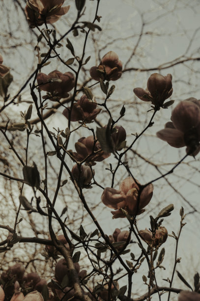 电影风格的拍摄美丽的温柔的粉红色玉兰花在阳光明媚的傍晚花园图片下载