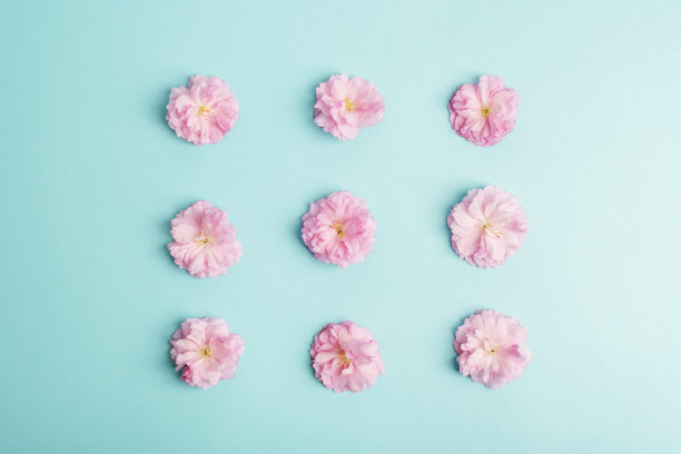 蓝色背景上的粉红色樱花。俯视图，平面布局图片下载