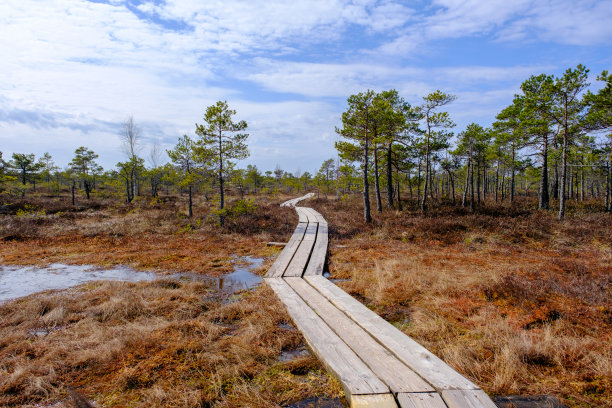 拉脱维亚克梅鲁国家公园沼泽中的木制步行码头。图片下载