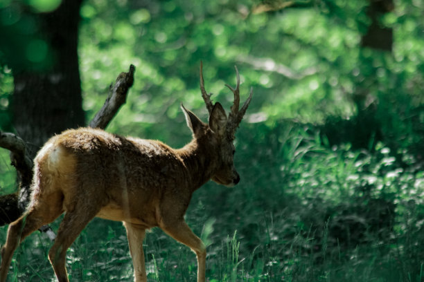 鹿站在森林的侧面视图图片下载