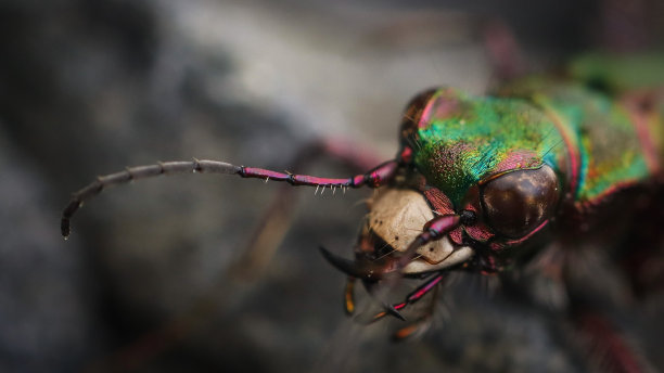 金龟子图片下载