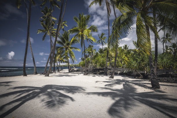 夏威夷群岛的棕榈树环境图片下载