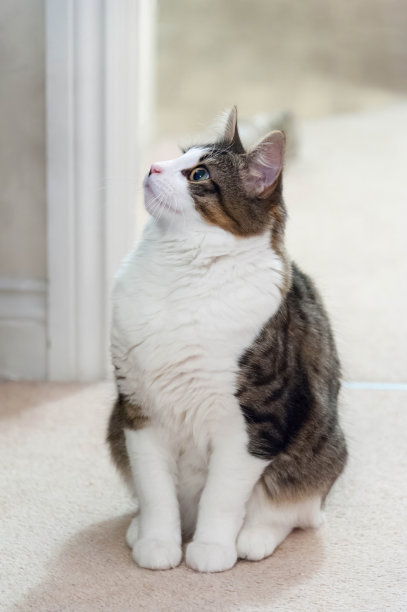 斑猫和白猫坐在地板上看玩具等着它玩图片下载