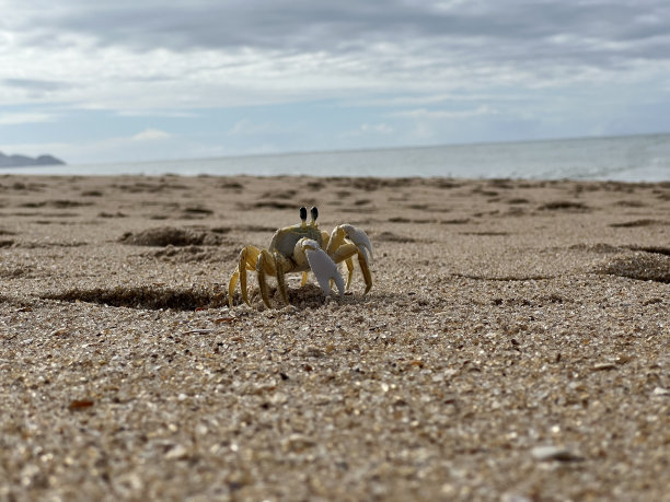 螃蟹在沙滩上图片下载