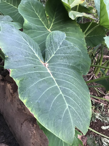 山药种植图片下载