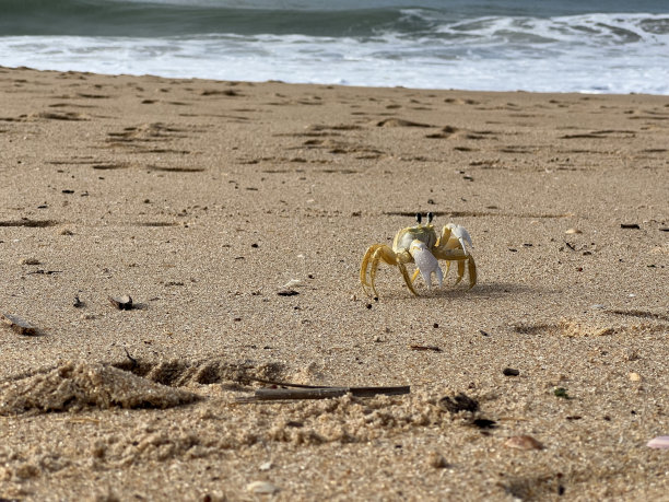 螃蟹在沙滩上图片下载