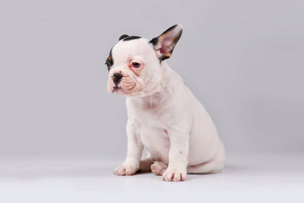 棕色的法国斗牛犬小狗图片下载