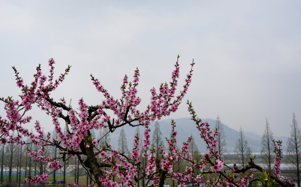 桃红桃花图片下载