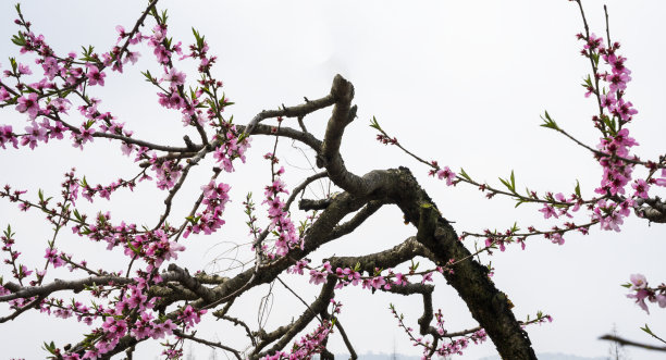 桃红桃花图片下载