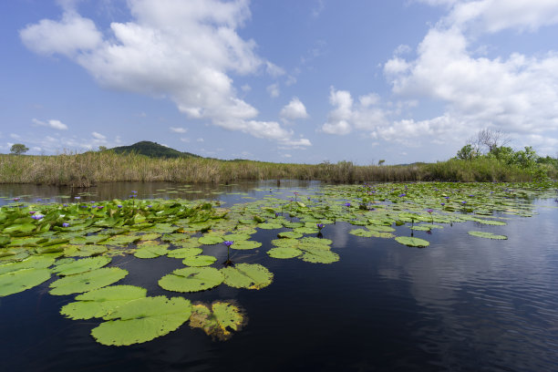 湿地自然保护区热带湿地地区有原生动植物图片下载