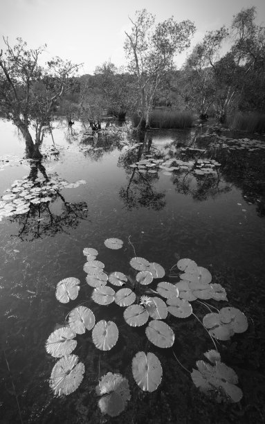 湿地自然保护区热带湿地地区有原生动植物图片下载