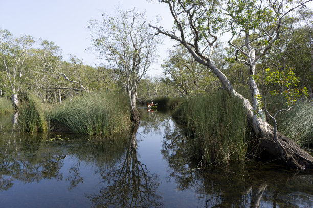 湿地自然保护区热带湿地地区有原生动植物图片下载