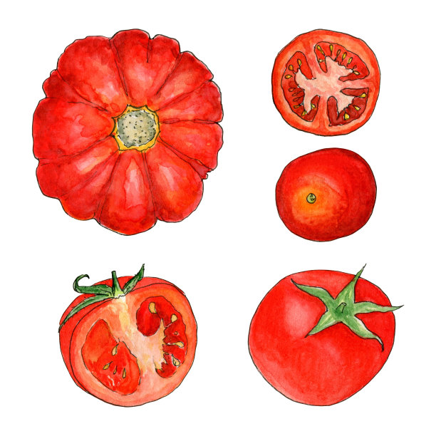 白底水彩画蔬菜。西红柿。素描风格图片下载