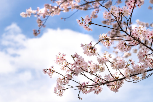 樱花盛开着美丽的粉红色图片下载