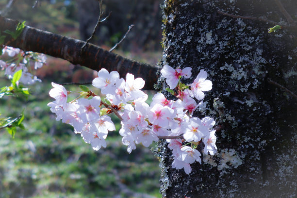 春天樱花盛开图片下载