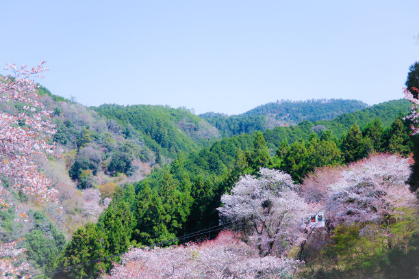 日本吉野山美丽著名的樱花树景点图片下载