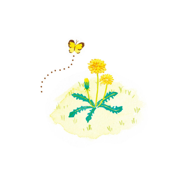 蒲公英和蝴蝶的水彩画插图。图片下载