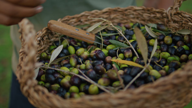 农民的手仔细检查篮子里的橄榄。园丁在大自然中收获图片下载
