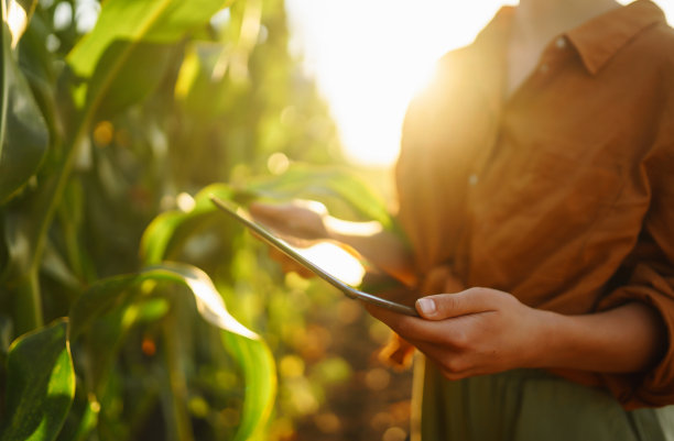 聪明的农场。女农民拿着药片站在玉米地里。图片下载
