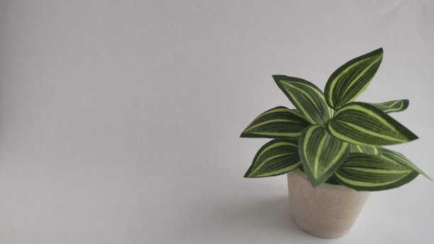 盆栽室内植物的照片材料图片下载