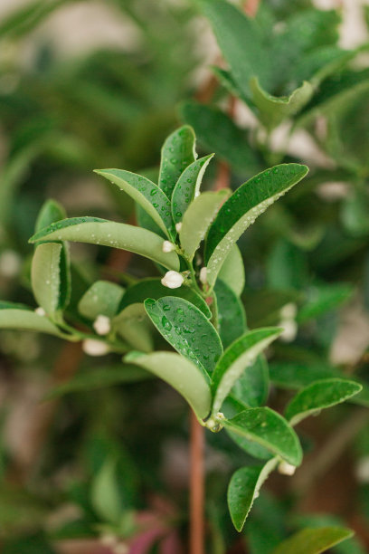 2023年春天，在佛罗里达州南部的室外悬挂篮中，一株湿润的亮绿色石灰植物的特写照片，叶子茂盛，墨绿色石灰和白色花朵图片下载