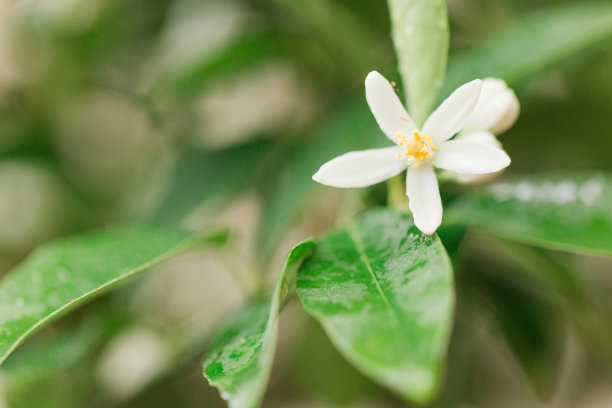 2023年春天，在佛罗里达州南部的室外悬挂篮中，一株湿润的亮绿色石灰植物的特写照片，叶子茂盛，墨绿色石灰和白色花朵图片下载