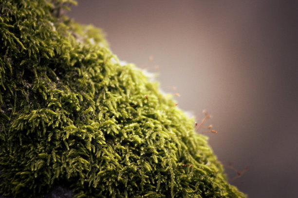 苔藓特写图片下载