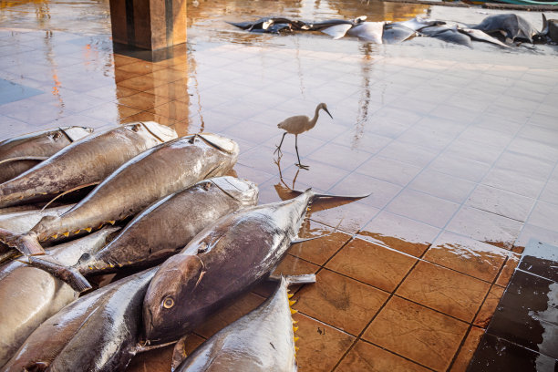 鱼市上的黄鳍金枪鱼图片下载