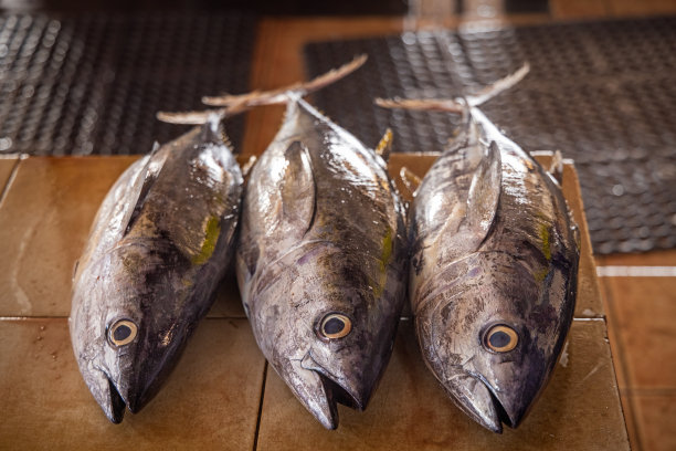 在鱼市出售的鲣鱼图片下载