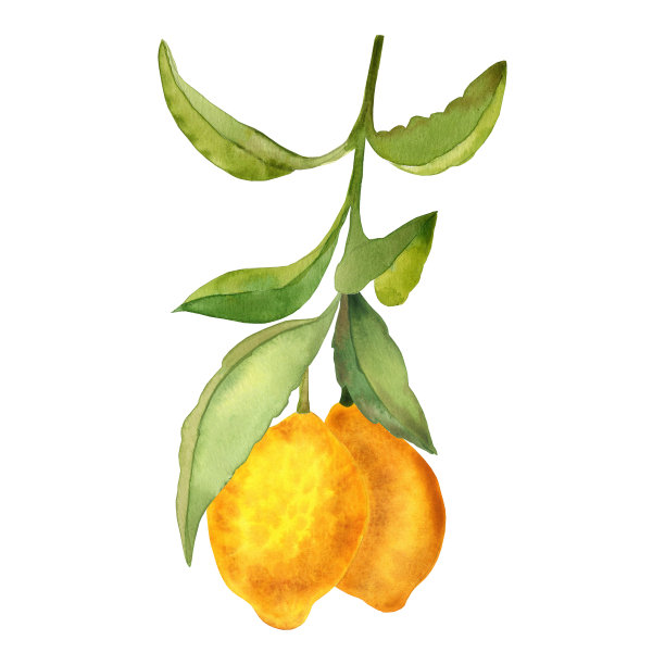 柠檬水果在树枝水彩手绘插图。柑橘枝条分离剪接艺术设计。图片下载