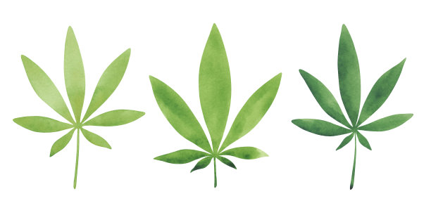 集孤立，纹理，水彩，大麻叶绿色。图片下载
