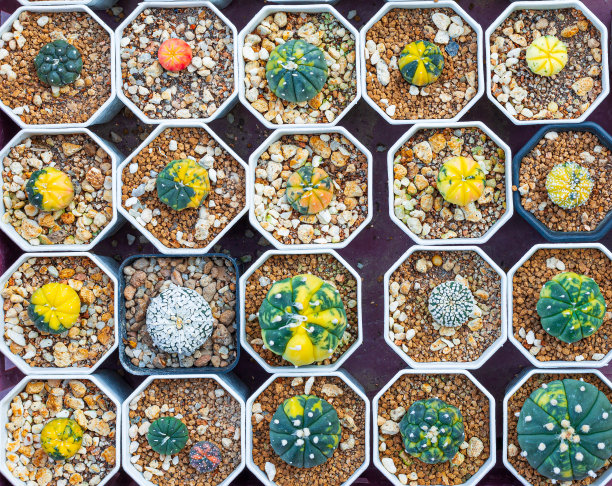 顶视图仙人掌花园，小型盆栽植物温室，植物苗圃和商店。前视图。仙人掌或仙人掌，沙漠植物在许多类型和形状，其针叶。盆栽和花园的仙人掌品种图片下载