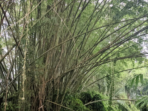 长在热带森林里又大又高的竹子图片下载