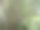 长在热带森林里又大又高的竹子图片下载