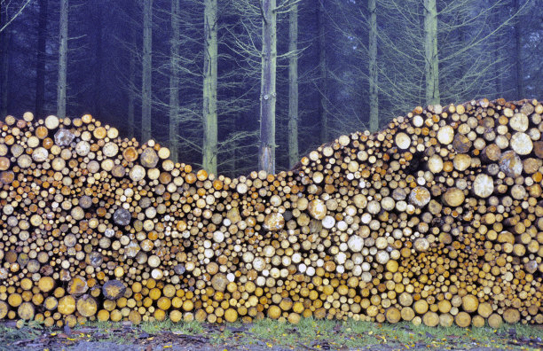 森林里的一堆木头图片下载