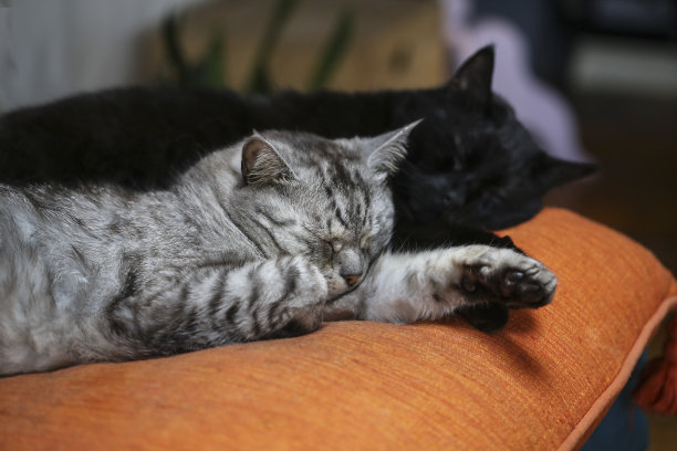 猫放松图片下载