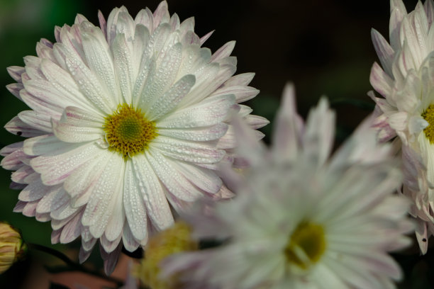 一束深粉色菊花的特写照片，黄色的花瓣中心和白色的花瓣尖端。花卉公园里的菊花图案。一簇粉红色紫色的菊花图片下载
