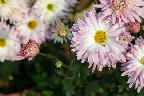 一束深粉色菊花的特写照片，黄色的花瓣中心和白色的花瓣尖端。花卉公园里的菊花图案。一簇粉红色紫色的菊花图片下载