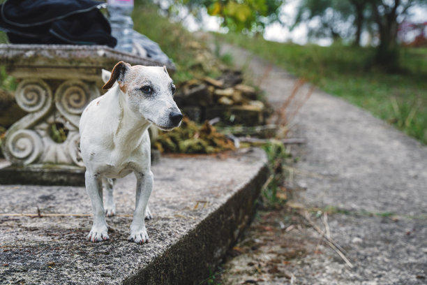 杰克·拉塞尔在院子里图片下载