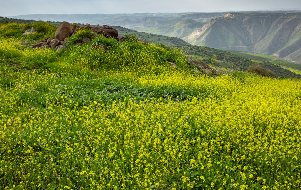 三月以色列基布兹梅扎附近的自然风光，约旦山脉图片下载