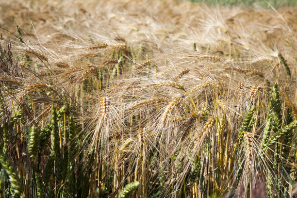 田里成熟的黄色谷物图片下载