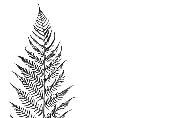 黑色和白色色调的蕨叶图片下载