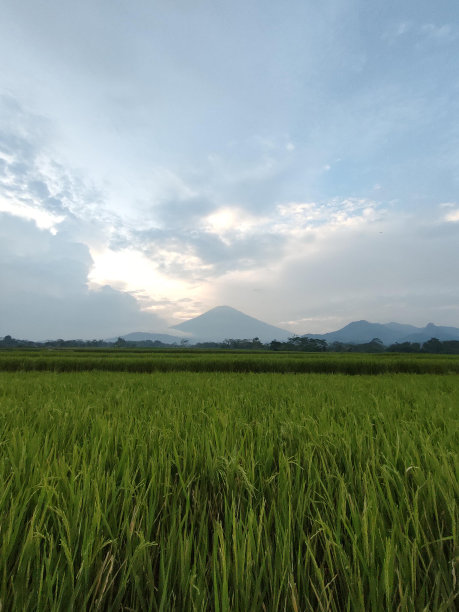 绿色的稻田，背景是一座大山。图片下载