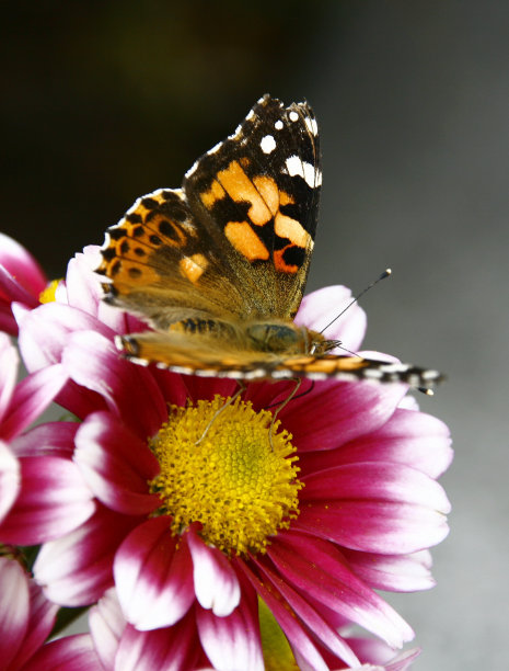 菊花蝶图片下载