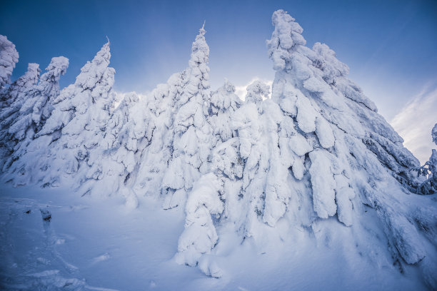 美丽的冬季景观，白雪覆盖的云杉树。冬日清晨壮丽的景色图片下载