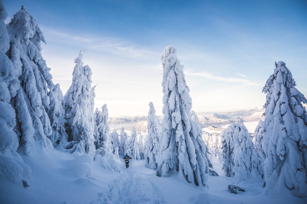 美丽的冬季景观，白雪覆盖的云杉树。冬日清晨壮丽的景色图片下载