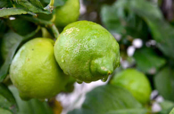 特内里费岛的一个花园，柠檬树的树枝上还未成熟的绿色柠檬。果园的成熟收获。农业、
生产蔬菜水果，有机产品理念。图片下载