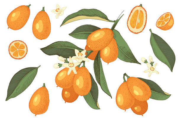 手绘彩色金橘套装图片下载