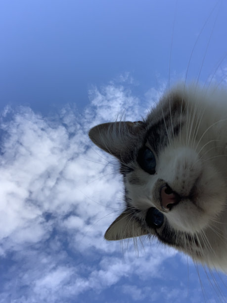 向下看的猫图片下载