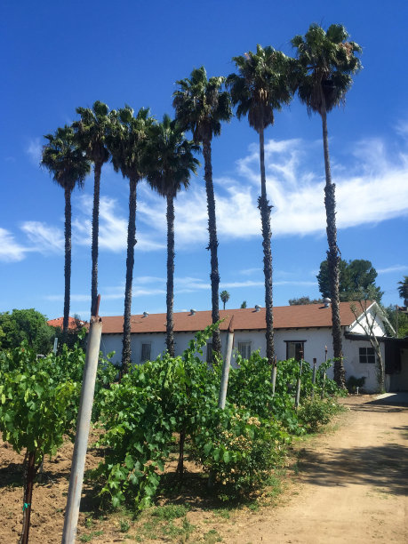 棕榈葡萄园图片下载